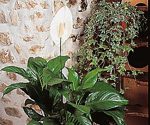Le fameux spathiphyllum !