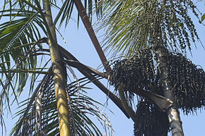Le palmier euterpe deracea.