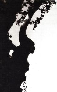 Ombre d'une branche de platane. Photo Eliette Gensac, extraite de son livre "Palabres de Platanes".